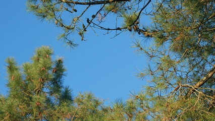 Beautiful Natural Background. Green Needles On The Branches Of Pine In A Coniferous Forest.