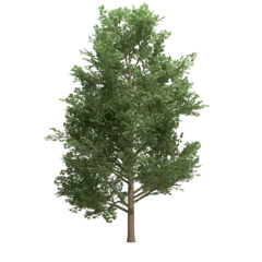 tulip tree isolated on transparent png background - 3D Illustration © PixelKorn