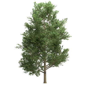 tulip tree isolated on transparent png background - 3D Illustration