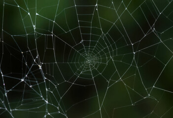 Intricate Details Of Stretched Cobweb Textures