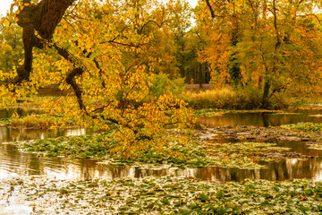 A tranquil lake is beautifully surrounded by tall trees on a cloudy day