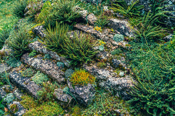 A rocky hillside that is densely covered in grass and various plants