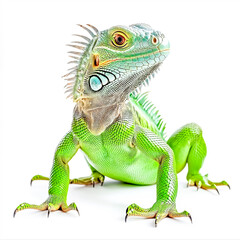 Obraz premium Iguana with green scaly skin standing isolated on white background
