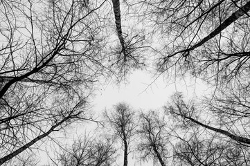 Tree black branch isolated on white. Black and white trees silhouettes on sky background. Bare...