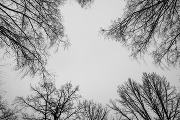 Tree black branch isolated on white. Black and white trees silhouettes on sky background. Bare branches trees in winter. Forest pattern texture. Halloween concept.