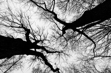 Tree black branch isolated on white. Black and white trees silhouettes on sky background. Bare...