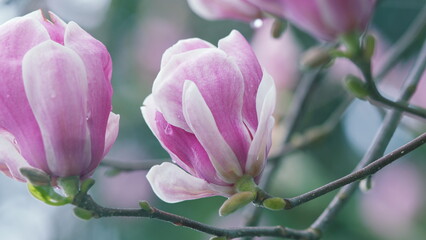 Gorgeous. Magnolia Tree Blossom. Branch Of Tender Spring Pink Flower Primrose Magnolia.