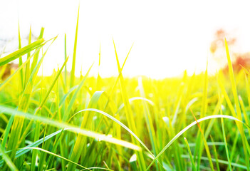 Grass on bright sunset background. Green grass background, texture. Grass close up. Green field in the sun rays close-up. Farm field Space for text, designer pattern. Morning sunrise. Bright green.