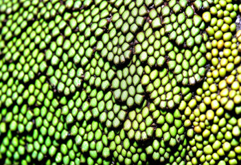 Close-Up Of Reptile Skin Scales With Intricate Texture