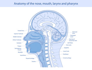 Medical vector illustration of human oral and nasal anatomy.
