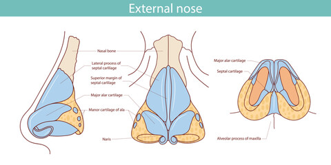 Cartilages of the external nose flat vector illustration