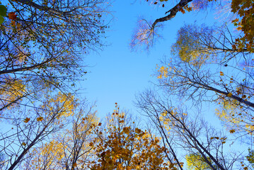 Autumn forest. Branches of trees Facing Towards Sky. Vertical view in sky with trees. View looking vertically up  towards sky. Looking up through yellow leaves of trees in forest. Trees Against Sky.