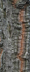 Beautiful close-up of the bark of quercus suber