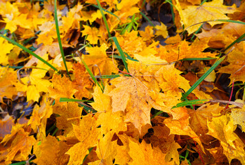 Fallen yellow leaves on ground. Autumn background. Yellow maple leaves fallen from trees on the ground in park. Golden Autumn season. Yellow maple leaves background. fallen leaves in october.