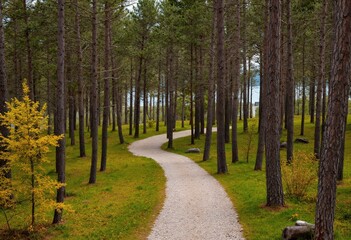 Fototapeta premium path in the woods