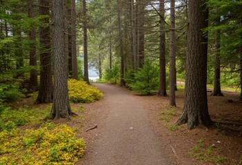 Obraz premium path in the woods