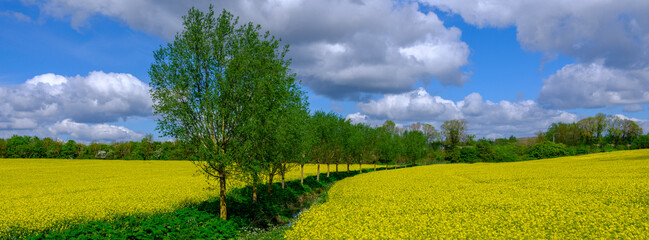 Naklejka premium View of a field of rape and poplar trees, Essex