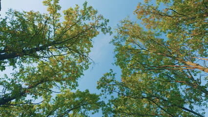 Beautiful Tree With Colorful Leaves In Sunny Autumn Forest. Autumn Landscape Forest. Beautiful Autumn Tree.