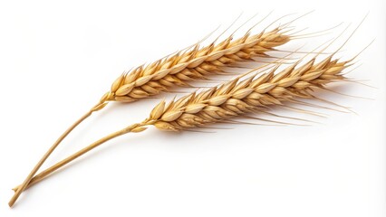 Golden Wheat Two Stalks, White Background, Harvest Concept