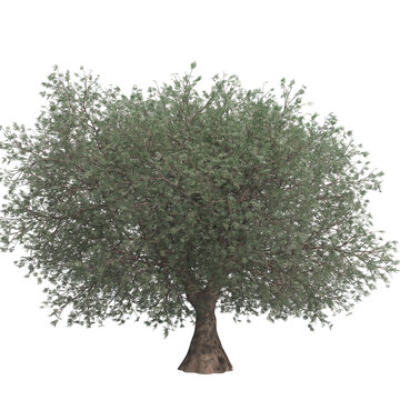 olive tree isolated on transparent png background - 3D Illustration