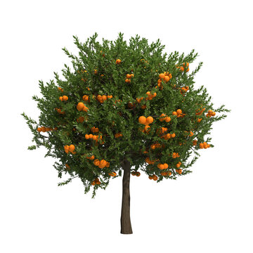 orange tree isolated on transparent png background - 3D Illustration