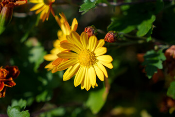 Close-up photo of yellow wild chrysanthemums in bloom