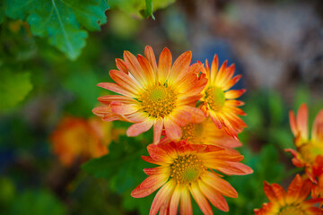 Close-up photo of orange wild chrysanthemums in bloom