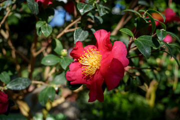 Obraz premium Close-up photo of a red camellia flower in bloom