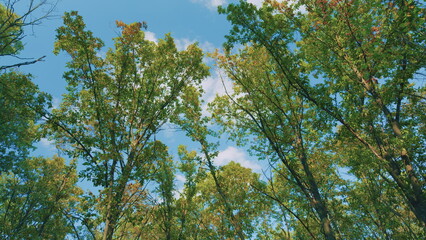 Beginning Of Autumn. Yellow Autumn Leaves On An Oak Tree. Golden Leaves On An Oak Tree In Autumn. Quercus.