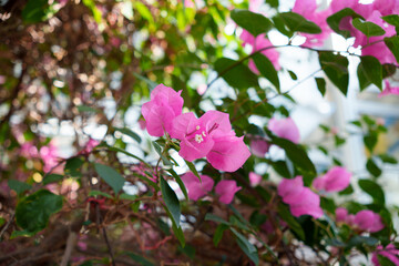 Close-up photo of pink bougainvillea flowers in bloom