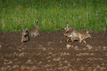 Wild rabbits playing in the field