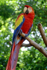 Scarlet macaw (Ramphastos sulfuratus) on a branch perch at a bird park in Copan, Honduras