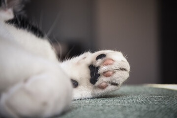 Closeup of a black and white cat's paw