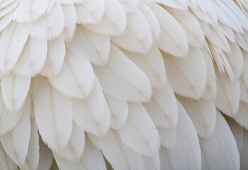 Close-Up Of Bird Feathers With Intricate Details