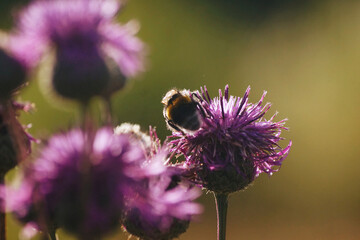 bumblebee on a flower