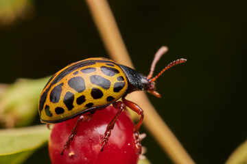 Leopard Beetle Calligrapha polyspila in Natural Habitat