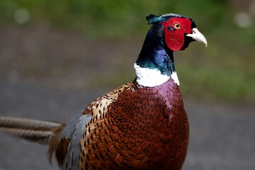 The Common Pheasant (Phasianus colchicus).