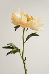 Yellow Peony on a Stem, Set Against a Neutral Background for Botanical and Floral Nature Concepts