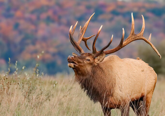 Majestic Elk Bull During Fall Autumn Rut 