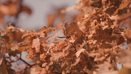 Autumn Foliage Background. Leaves In Park. Autumn Leaves On Tree Lit By Sun Light.