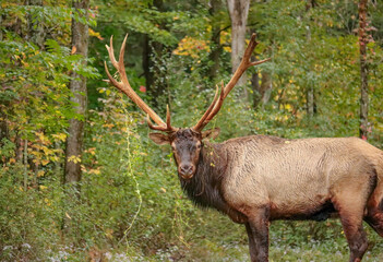 Majestic Elk Bull During Fall Autumn Rut 