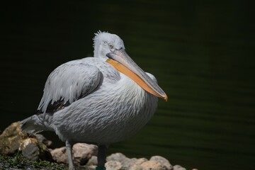 The Dalmatian Pelican (Pelecanus crispus).