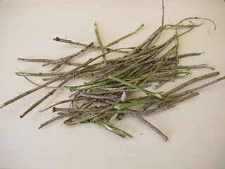 Bark from elder tree, Cortex Sambuci
