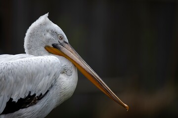 The Dalmatian Pelican (Pelecanus crispus).