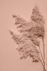 Fototapeta premium Pampas grass on a beige background with space for text. View from above. Vertical image. Color of the Year Mocha Mousse.