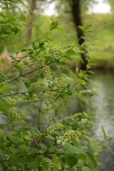 beautiful spring landscape in a sunny day