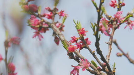 Spring Time In Blooming Garden. Spring Background Art With Pink Blossom. Blooming Background. Close up.