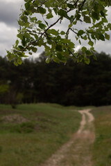 beautiful spring landscape in a sunny day