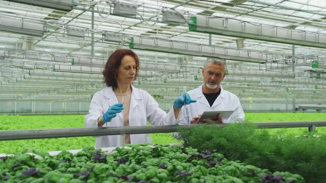 Researchers greenhouse with growing basil, dill, lettuce, scientists, laboratory workers, biologists take soil tests in test tube. Greenery plantation. Cultivate and Selection Vegetables in Glasshouse