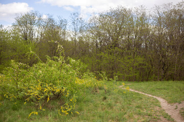 beautiful spring landscape in a sunny day